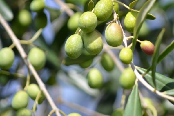 橄榄树的寓意,寓意着和平、顽强的拼搏精神等