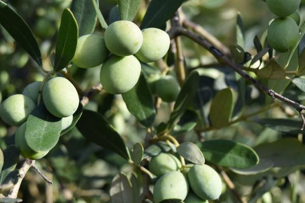 橄榄树的寓意,寓意着和平、顽强的拼搏精神等