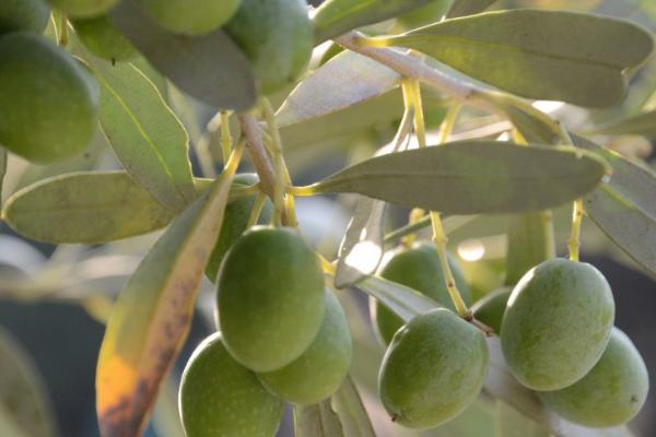 橄榄树的寓意,寓意着和平、顽强的拼搏精神等