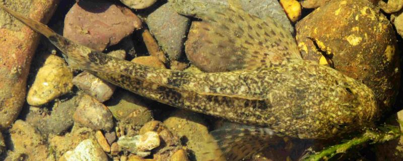 老头鱼如何防治