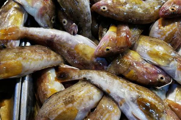 老头鱼如何防治,要喂食充足且鱼缸要大