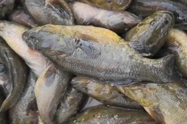 老头鱼如何防治,要喂食充足且鱼缸要大