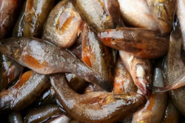 老头鱼如何防治,要喂食充足且鱼缸要大