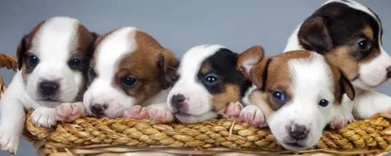 狗狗皮肤上长黑斑掉皮屑的原因