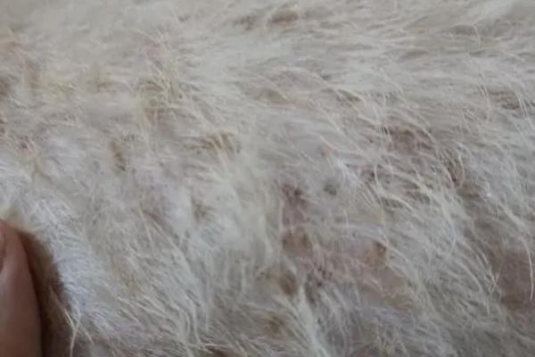 狗狗皮肤上长黑斑、掉皮屑的原因,可能是由于年纪大了