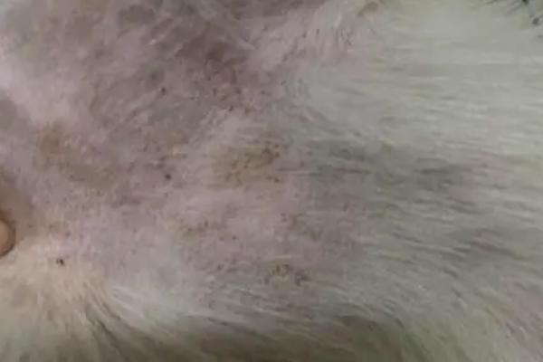 狗狗皮肤上长黑斑、掉皮屑的原因,可能是由于年纪大了