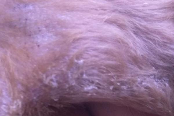 狗狗皮肤上长黑斑、掉皮屑的原因,可能是由于年纪大了