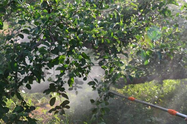 为何将食醋称作理想的叶面肥,原因是含有多种营养物质、可刺激植物的生长发育