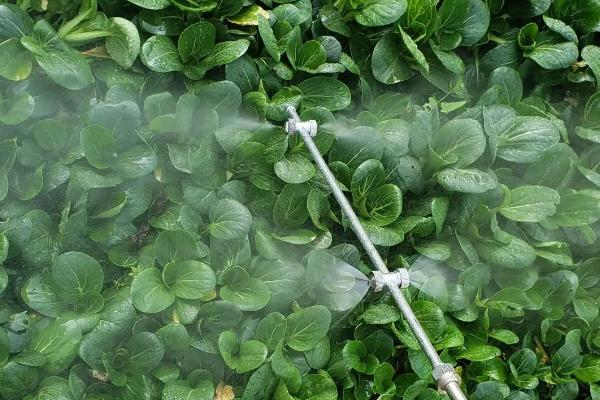 为何将食醋称作理想的叶面肥,原因是含有多种营养物质、可刺激植物的生长发育