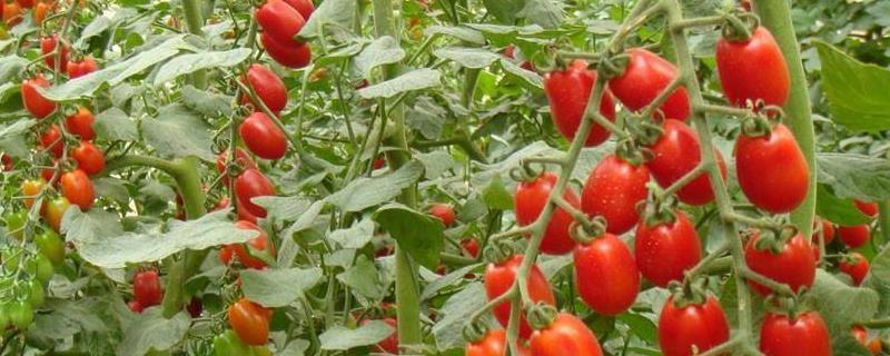 圣女果什么时候修剪