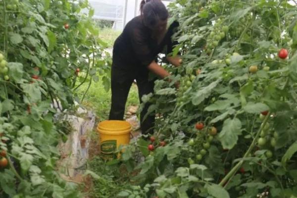 圣女果什么时候修剪 ,迅速生长期时要适当的修剪