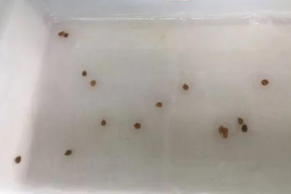 圣女果什么时候修剪 ,迅速生长期时要适当的修剪