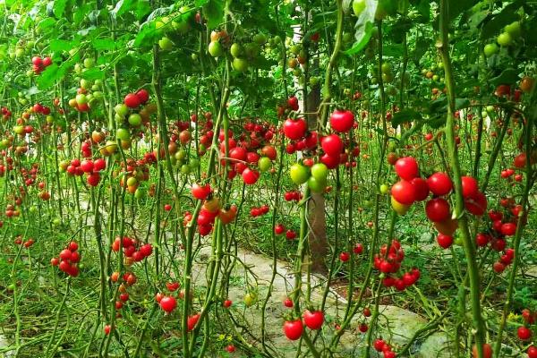 圣女果什么时候修剪 ,迅速生长期时要适当的修剪