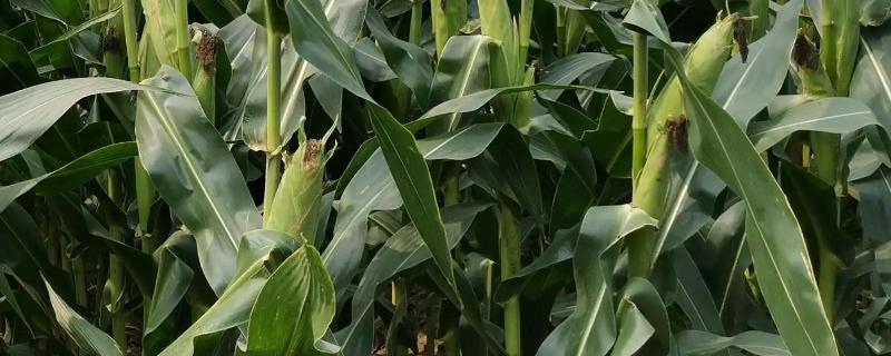 邯玉1805玉米种子特点