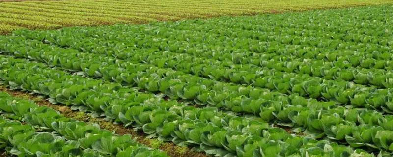 农业生产的核心