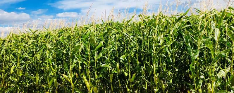 畅丰227玉米品种的特性