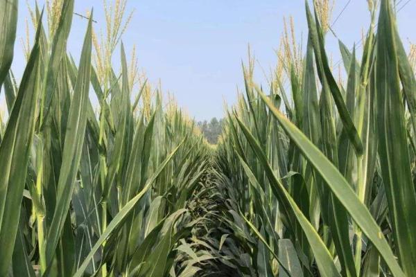 畅丰227玉米品种的特性,适宜密度为4500株/亩左右