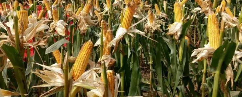 农单218玉米种子简介