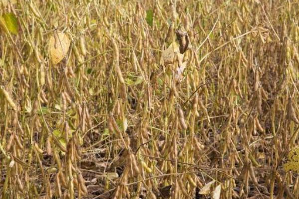 农大豆7号大豆种子简介,生育期106天左右