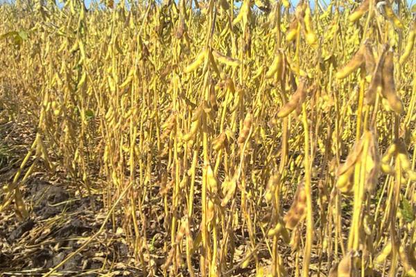 农大豆7号大豆种子简介,生育期106天左右