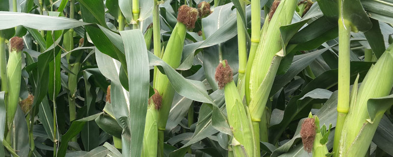 农大693玉米种子特征特性