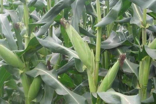 华玉11玉米品种的特性,高抗茎腐病