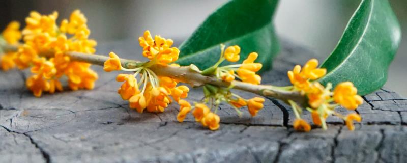 盆景桂花树的嫁接方法