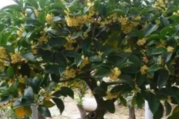 盆景桂花树的嫁接方法,通常都采用腹接和靠接