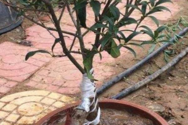 盆景桂花树的嫁接方法,通常都采用腹接和靠接