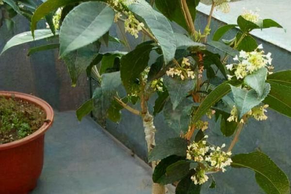 盆景桂花树的嫁接方法,通常都采用腹接和靠接