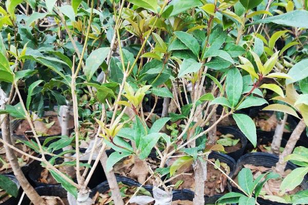 盆景桂花树的嫁接方法,通常都采用腹接和靠接