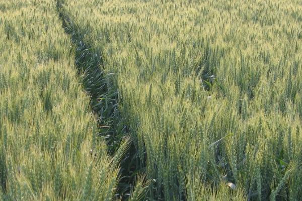 福麦1号小麦种子介绍，需适当增加播种量