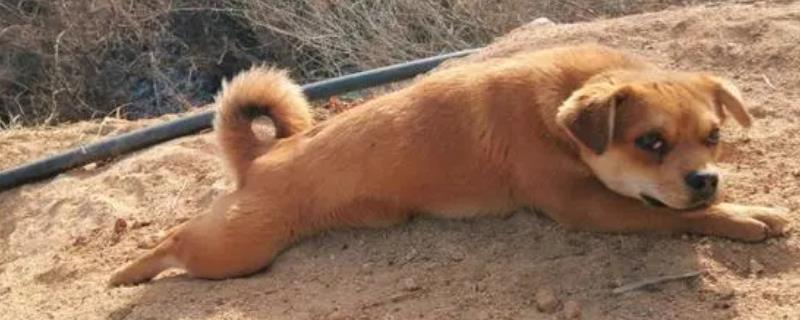 怀孕的土狗吃什么