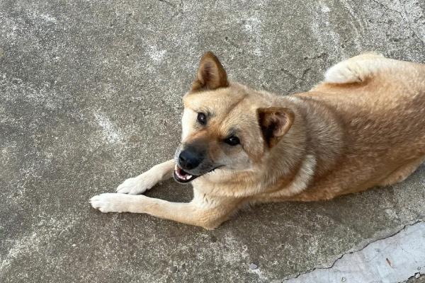 怀孕的土狗吃什么,每天需要保证充足的营养和水