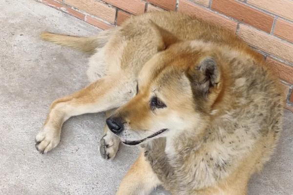 怀孕的土狗吃什么,每天需要保证充足的营养和水