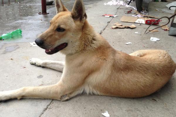 怀孕的土狗吃什么,每天需要保证充足的营养和水