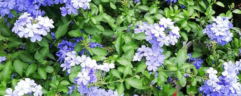 如何繁殖蓝雪花