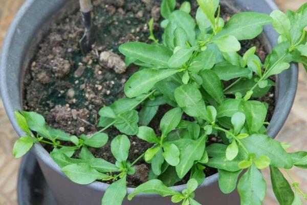 如何繁殖蓝雪花,可在穴盘中培育幼苗