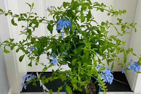 如何繁殖蓝雪花,可在穴盘中培育幼苗