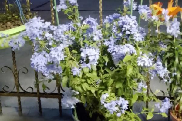 如何繁殖蓝雪花,可在穴盘中培育幼苗