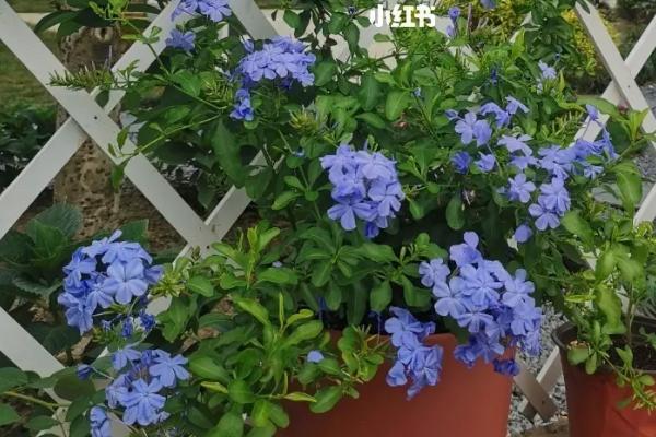 如何繁殖蓝雪花,可在穴盘中培育幼苗