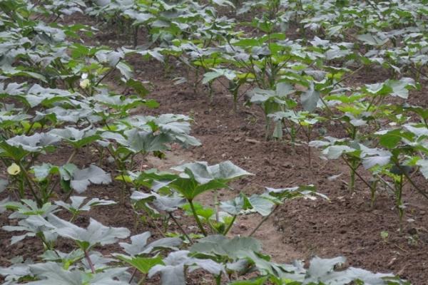 秋葵的种植方法,适宜生长在光照充足的地方