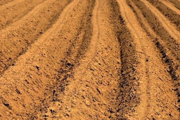 秋葵的种植方法,适宜生长在光照充足的地方