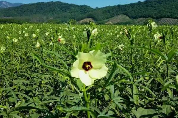 秋葵的种植方法,适宜生长在光照充足的地方