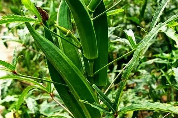 秋葵的种植方法,适宜生长在光照充足的地方