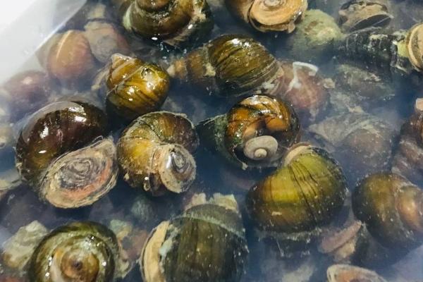 如何养殖田螺,生长温度为20-25℃