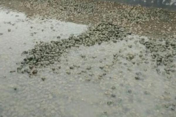 如何养殖田螺,生长温度为20-25℃