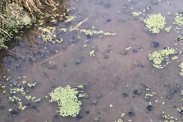 如何养殖田螺,生长温度为20-25℃