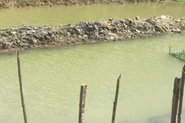 如何养殖田螺,生长温度为20-25℃