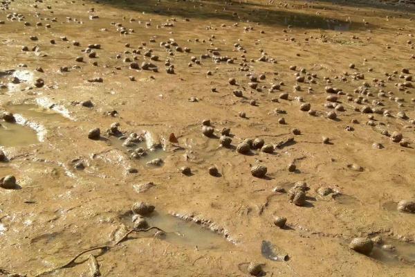 如何养殖田螺,生长温度为20-25℃